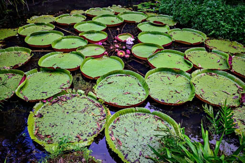 Giant lily pads with flowers, Waimea Valley Falls, Oahu Hawaii