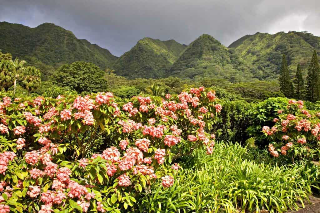 Flowers at the Harold L Lyon Arboretum botanical gardens inland of Honolulu, Hawaii.