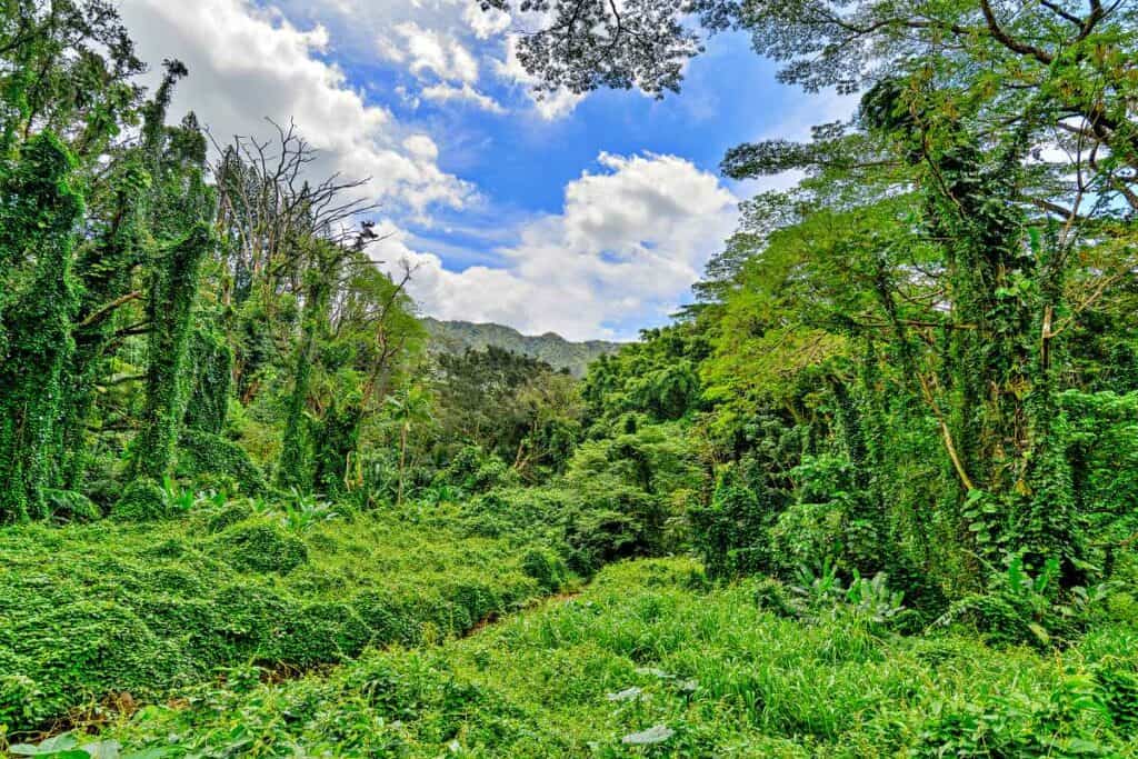 Manoa Falls Trail through lush tropical rainforests