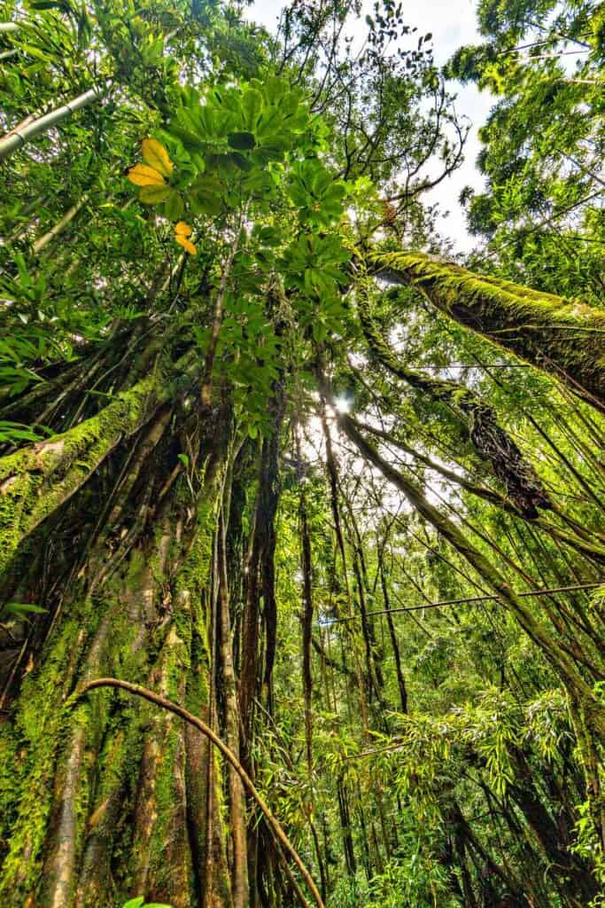 Rainforest canopy on the Manoa Falls Trail