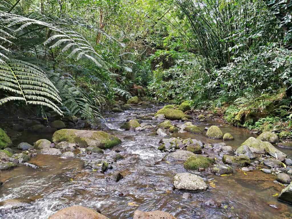 Streams along Maunawili Falls Trail