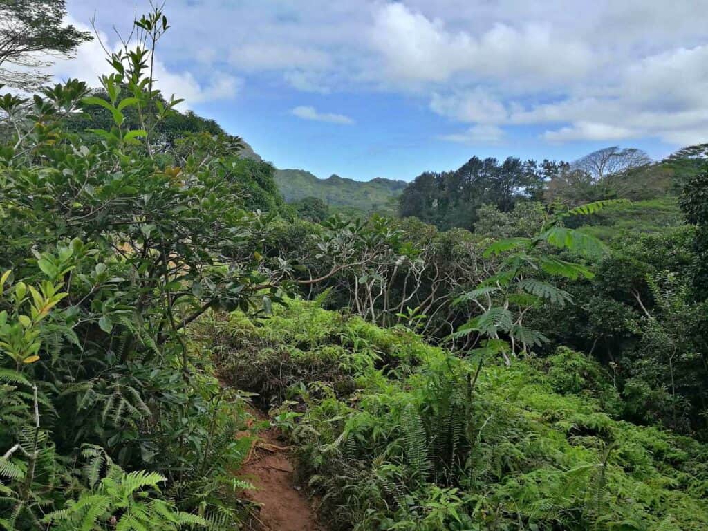 Maunwali Falls Trail through the tropical rainforest