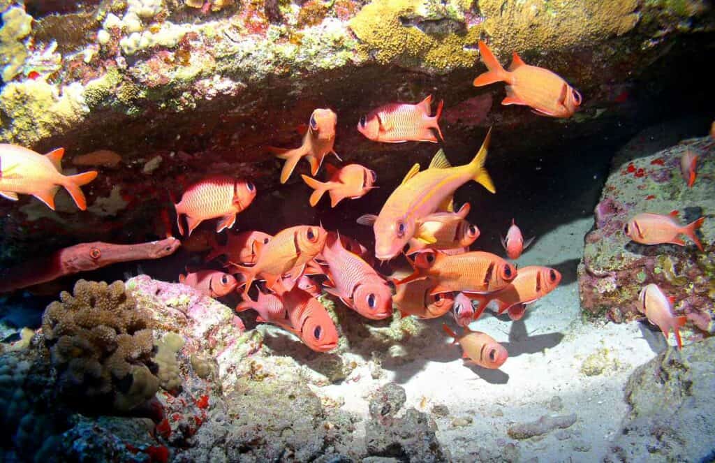 Colorful School of Fish on a Maui Reef in Molokini