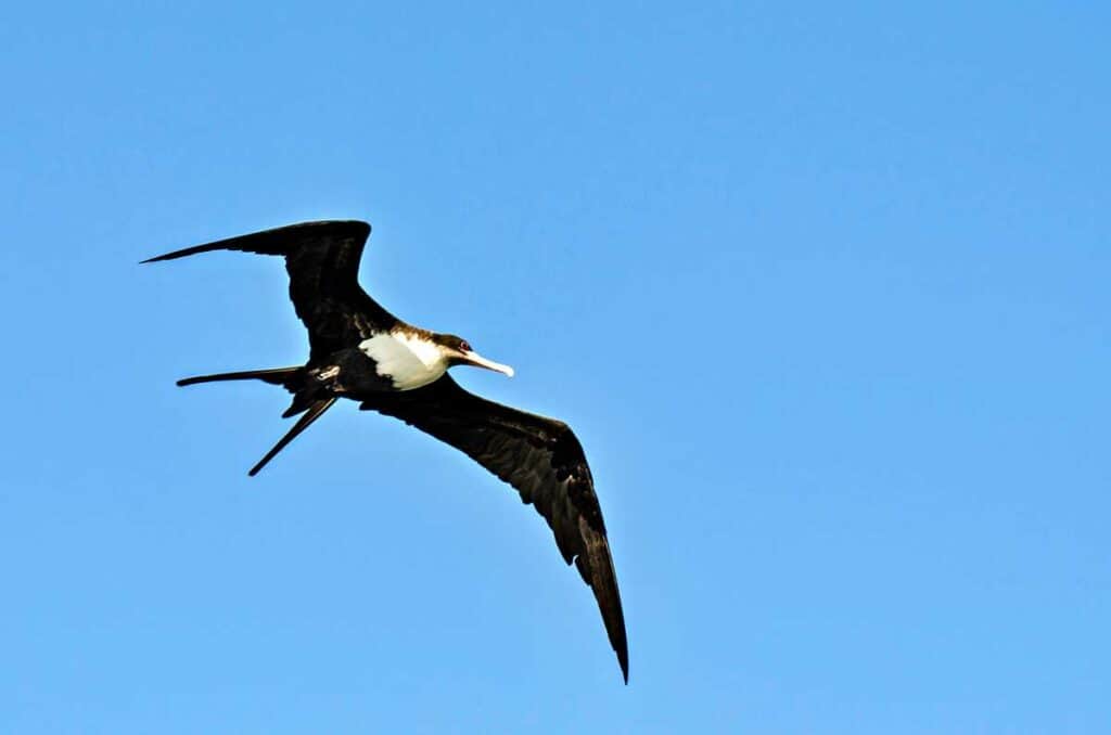 Great frigatebird