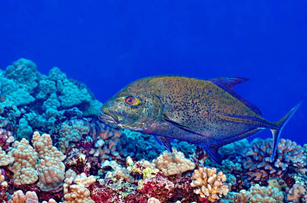 Trevally Jack swimming over a coral reef at Molokini Crater