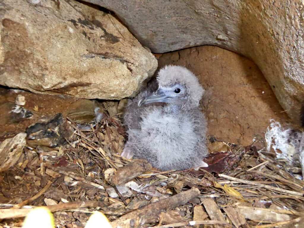 Wedge-tailed shearwater chick