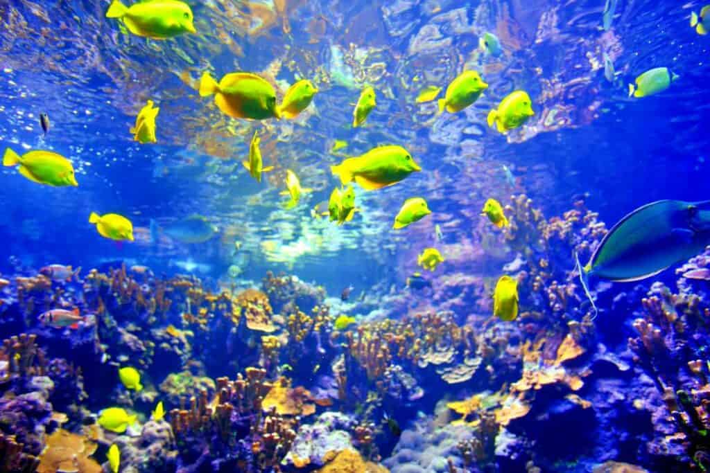 Colorful tropical fish living in coral reefs of Maui, Hawaii, USA