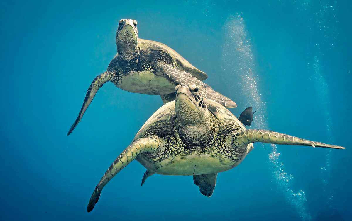 Hawaiian Green Sea Turtles
