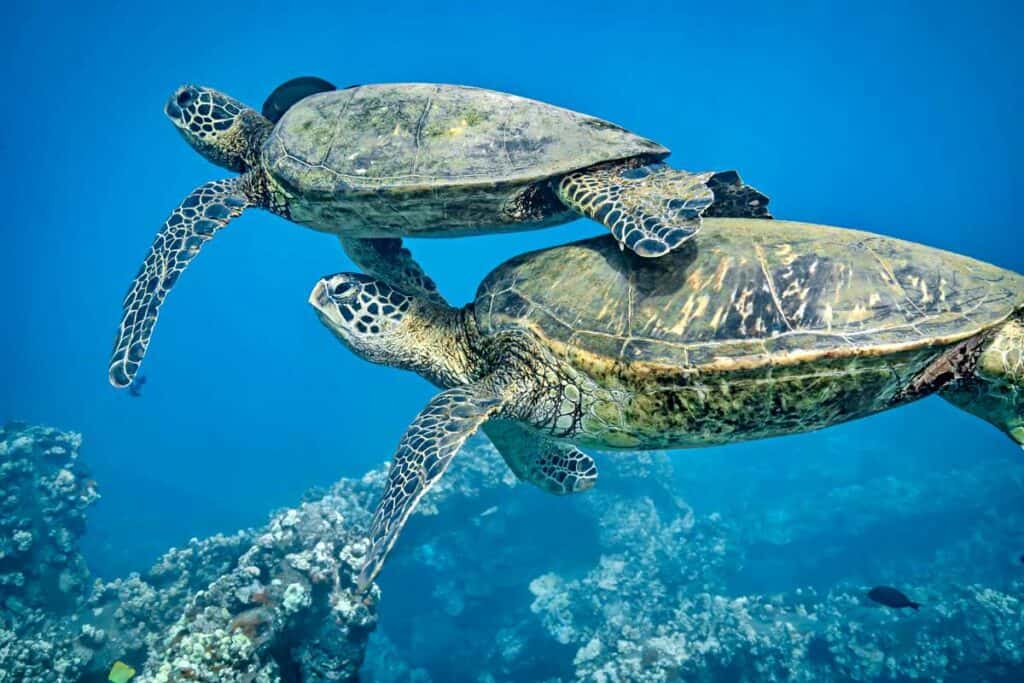 Turtle Town Snorkeling in Maui: Swimming with Hawaiian green sea turtles