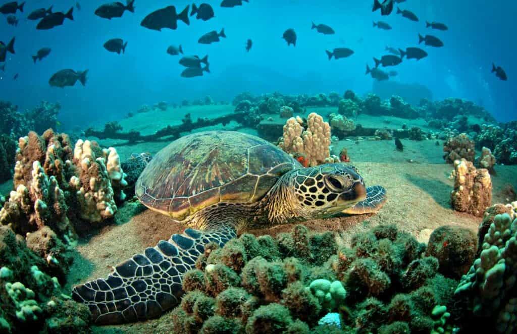 Hawaiian Green Sea turtle on a coral reef in Maui