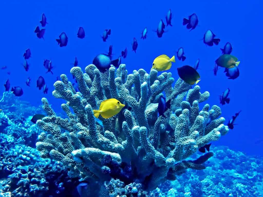 Yellow tang tropical fish with large school of damselfish surround antler coral in underwater image.