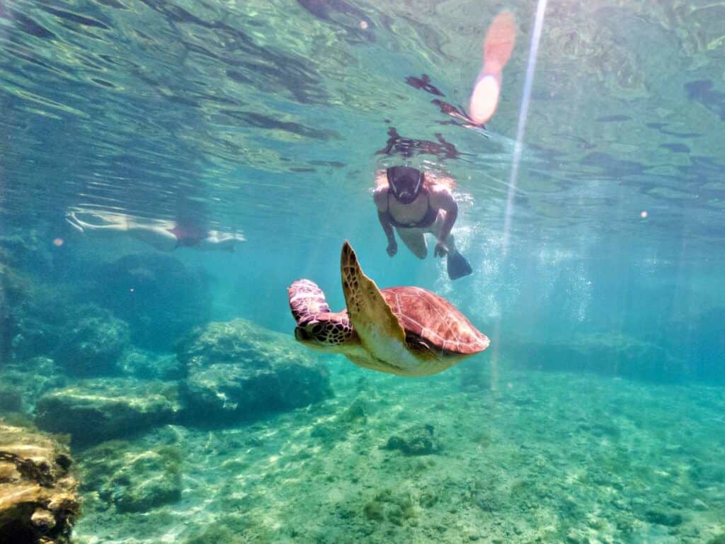 Swimming with Hawaiian green sea turtles