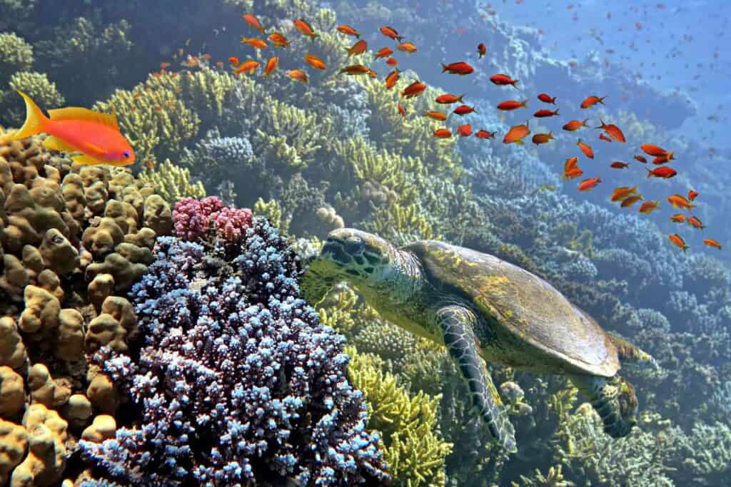 Green sea turtle swimming among colorful coral reef in clear water