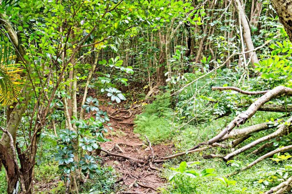 Lush rainforests at the start of the Olomana Three Peaks Hike, Oahu, Hawaii