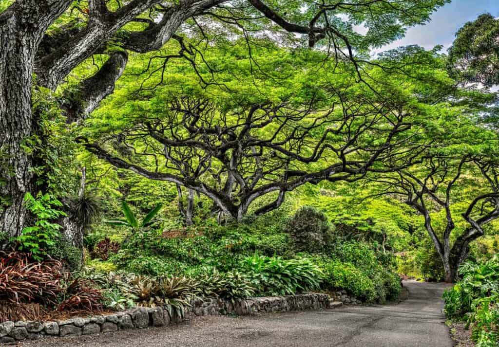 Paved path through beautiful Waimea Falls Park, Oahu, Hawaii