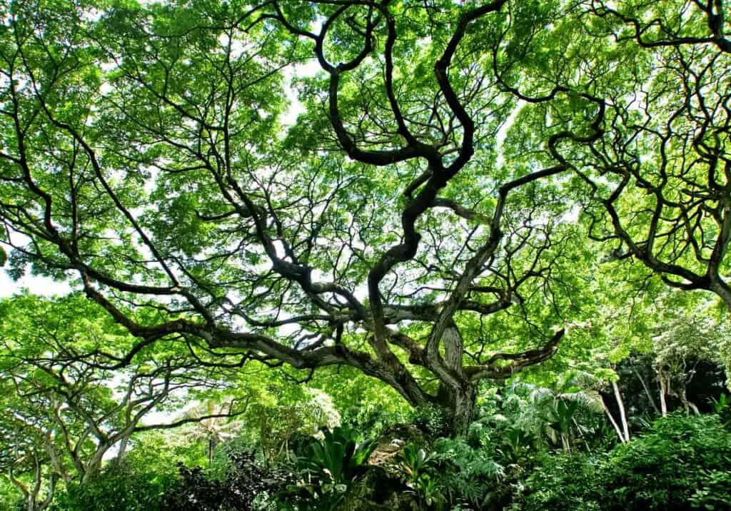 Over 5000 species of plants in Waimea Valley botanical garden