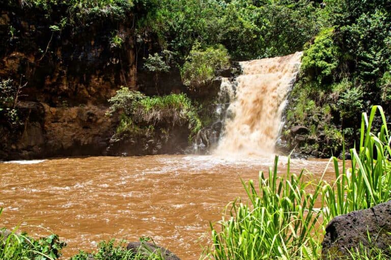 Waimea Valley: Waterfall, Botanical Gardens, Toa Luau – 2023
