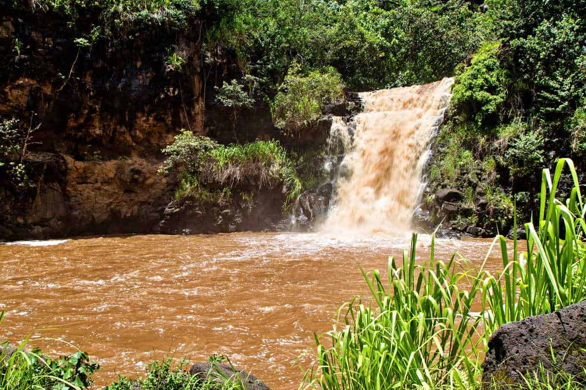 Waimea Valley Falls in full glory after rains