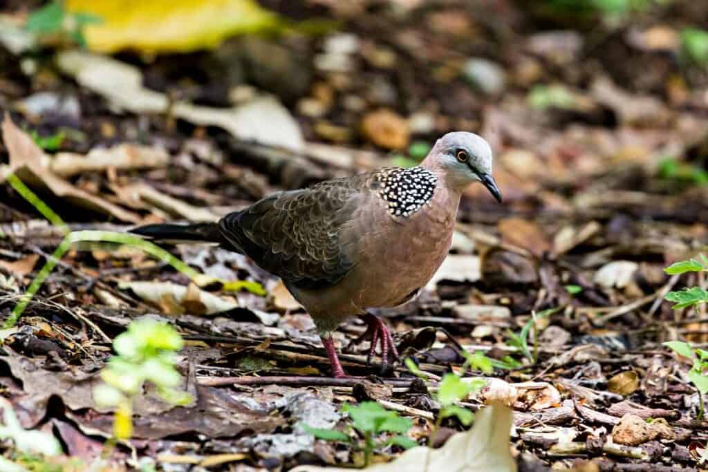 Spotted dove in Waimea Valley