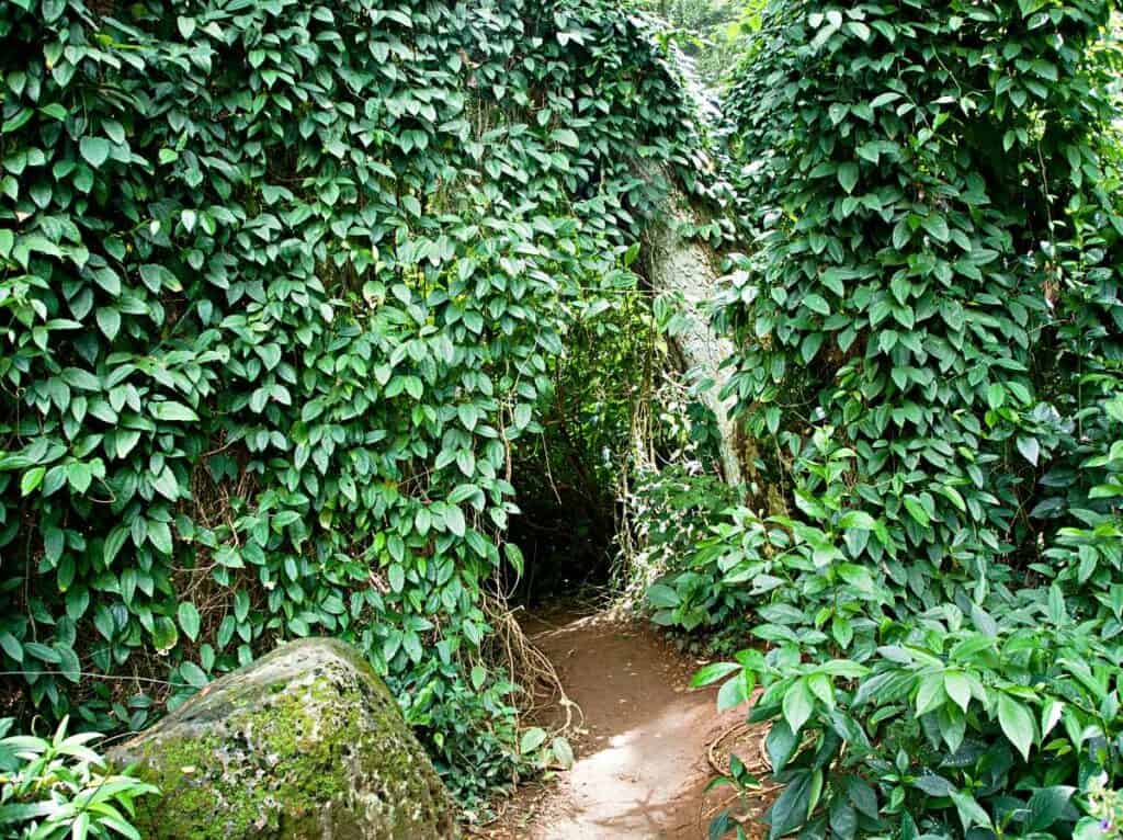 Side trails on the main trail, Waimea Valley Trail