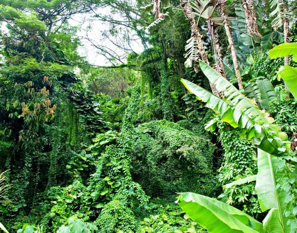 Hawaiian rainforest section of Waimea Valley Botanical Gardens