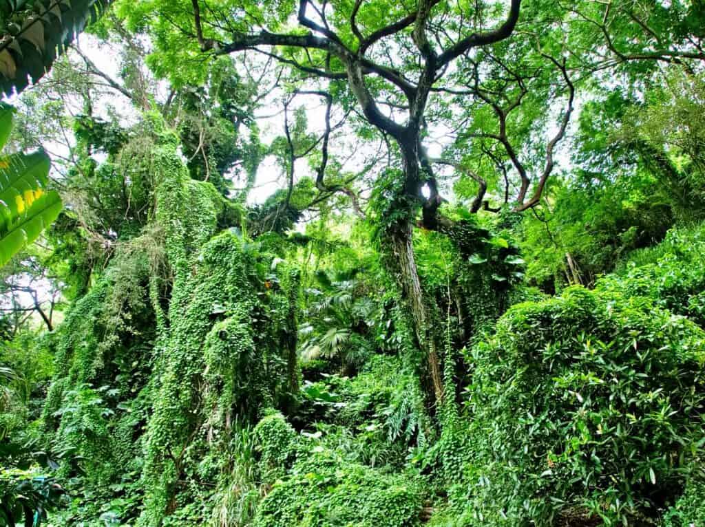 Waimea Valley: Lush tropical vegetation