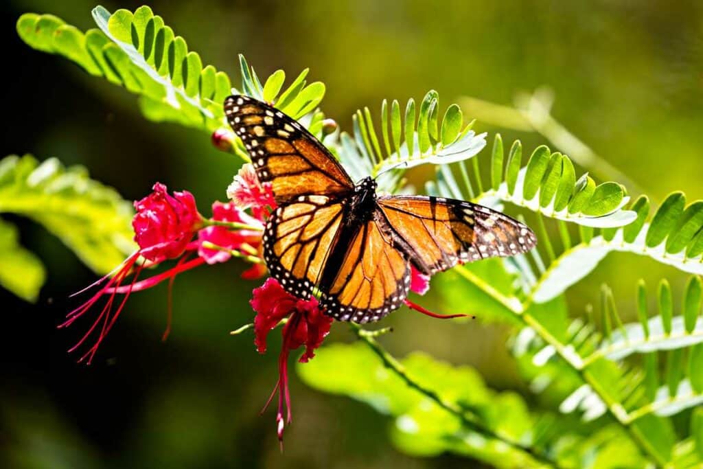 Monarch butterfly in the Waimea Valley on Oahu, Hawaii, USA.