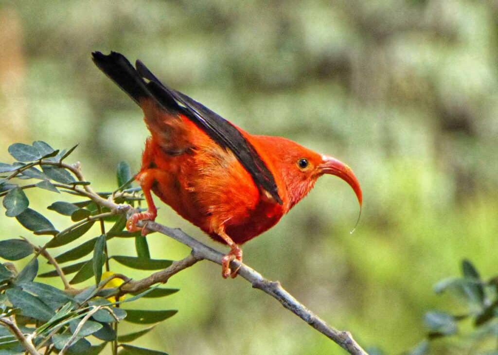 I'iwi, native honeycreeper, a forest bird commonly found in the Kokee State Park