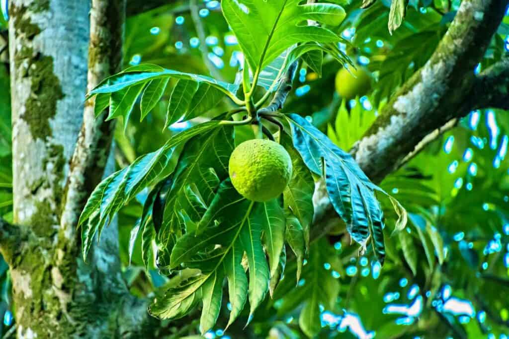 A bread fruit on a tree in Waimea Valley, Oahu, Hawaii