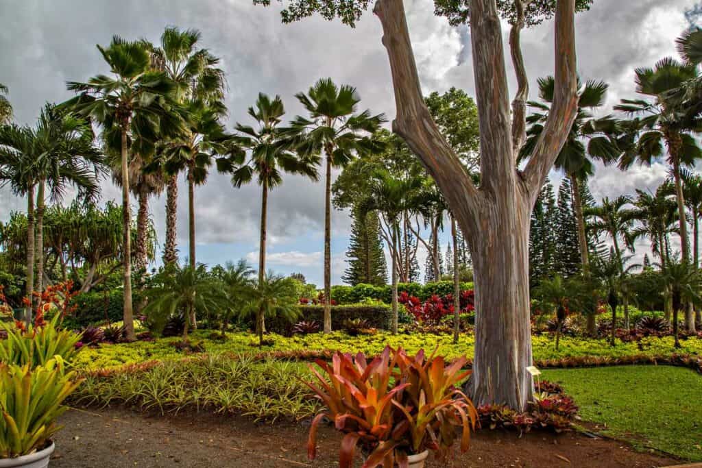 A separate section of Waimea Valley Botanical Gardens