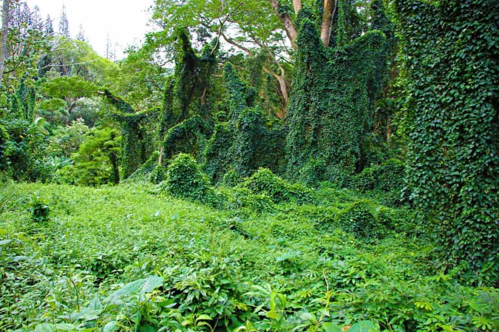 Lush vegetation on Manoa Falls Trail, windward side of Oahu