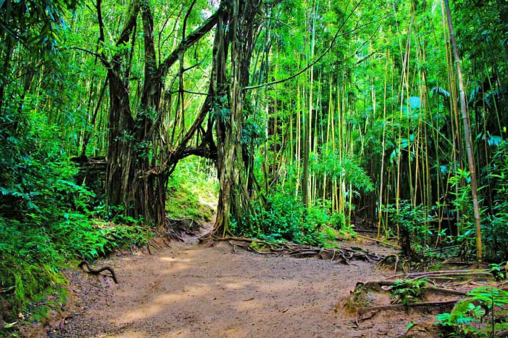 Stunning bamboo forest and natural arch on Manoa Falls Trail, Honolulu, one of the easy Oahu hikes to a waterfall