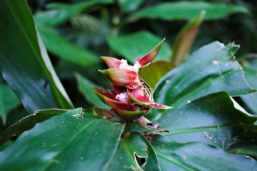 Bixa Orellana flower in Manoa Falls Hawaii