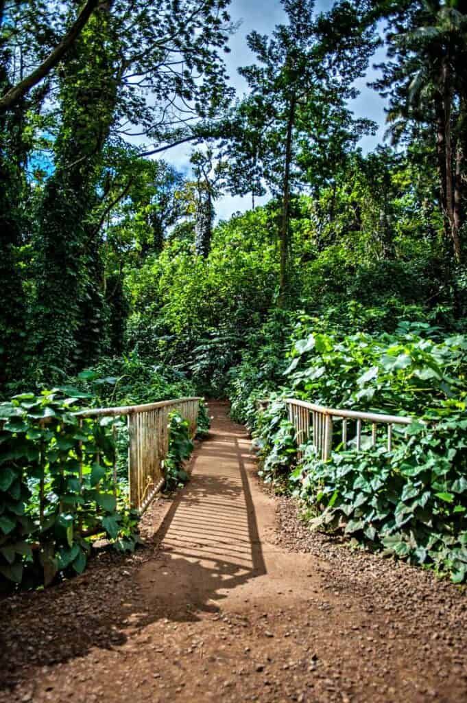 Manoa Falls Trail, one of the most popular hikes, empty early morning!