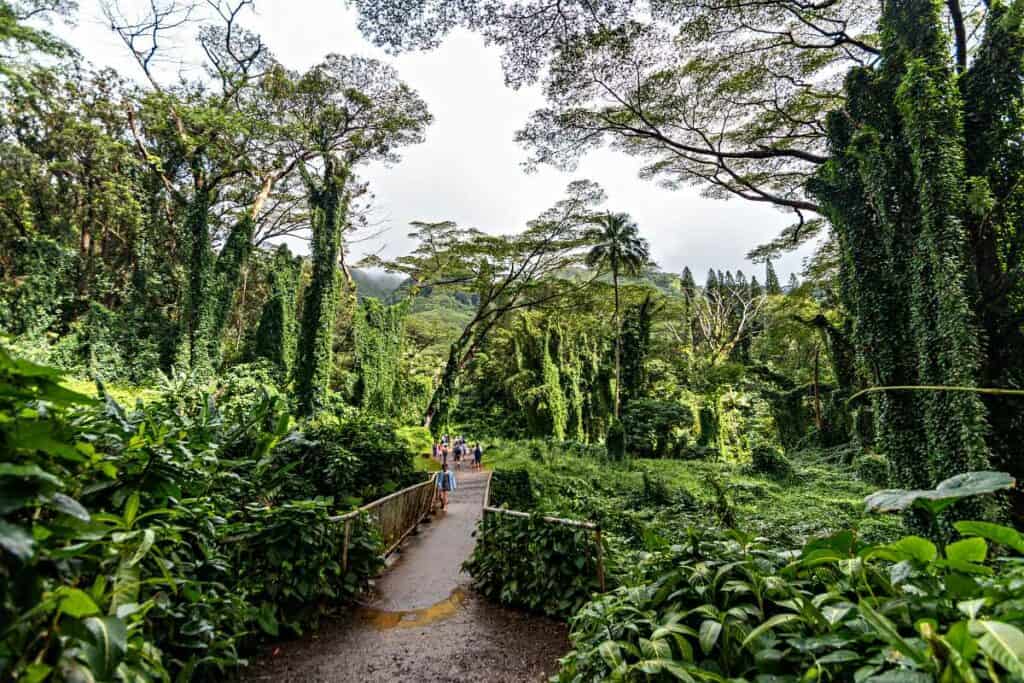 Manoa Falls Trail, gets crowded during peak time