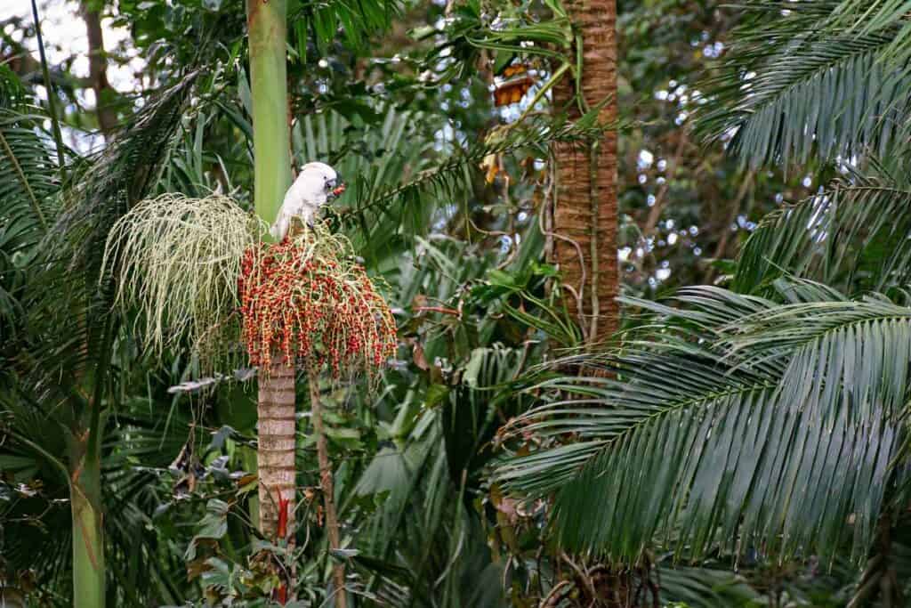 Hawaiian cockatoo on Manoa Falls Trail | Birds in Oahu