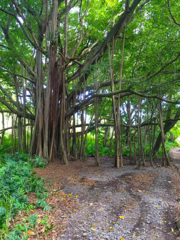 A banyan tree along the Kuloa Trail in Kipahulu, Maui