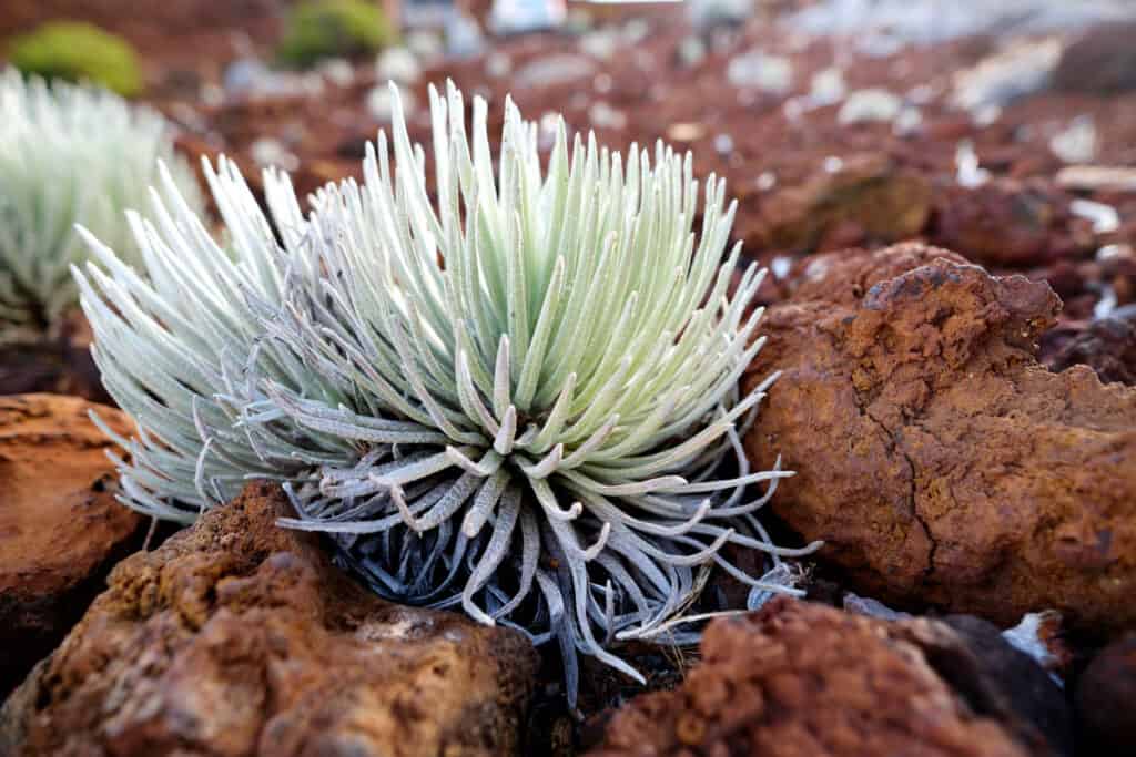A Haleakala silversword growing at the summit of the crater in Maui, Hawaii