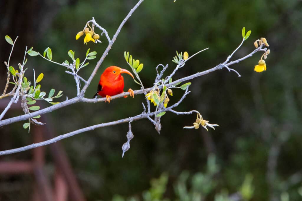 'I'iwi at Hosmer Grove in Haleakala NP, Maui, Hawaii