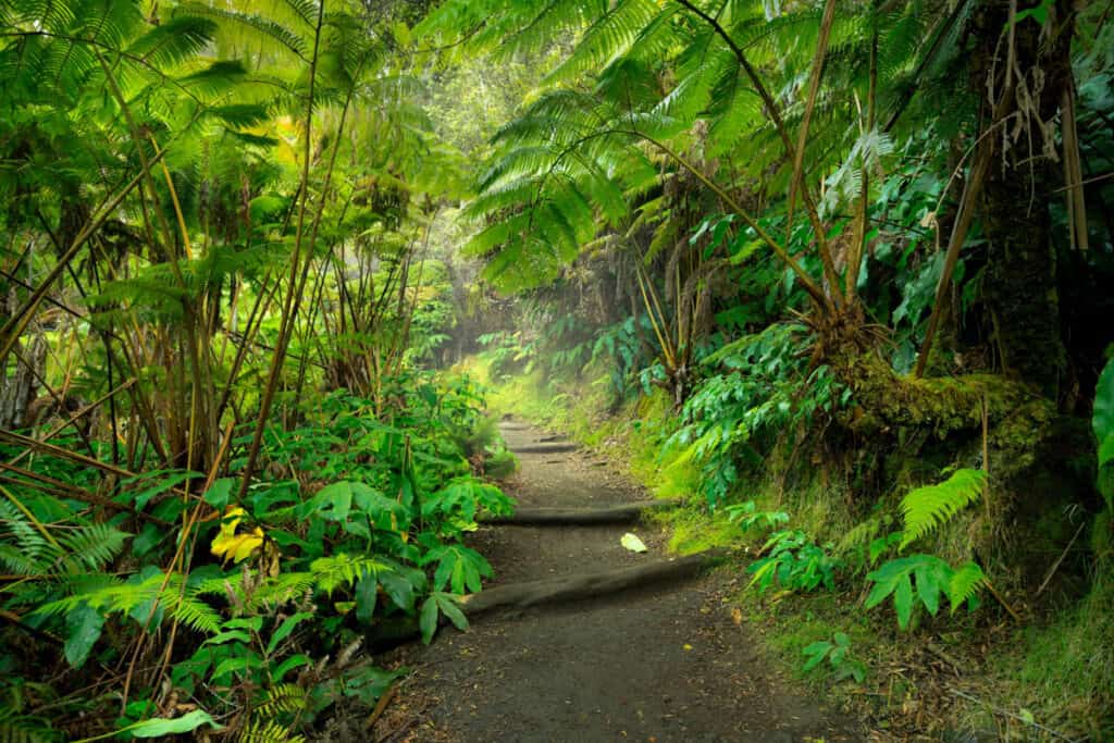 Rainforest in Hawaii Volcanoes NP Big Island Hawaii