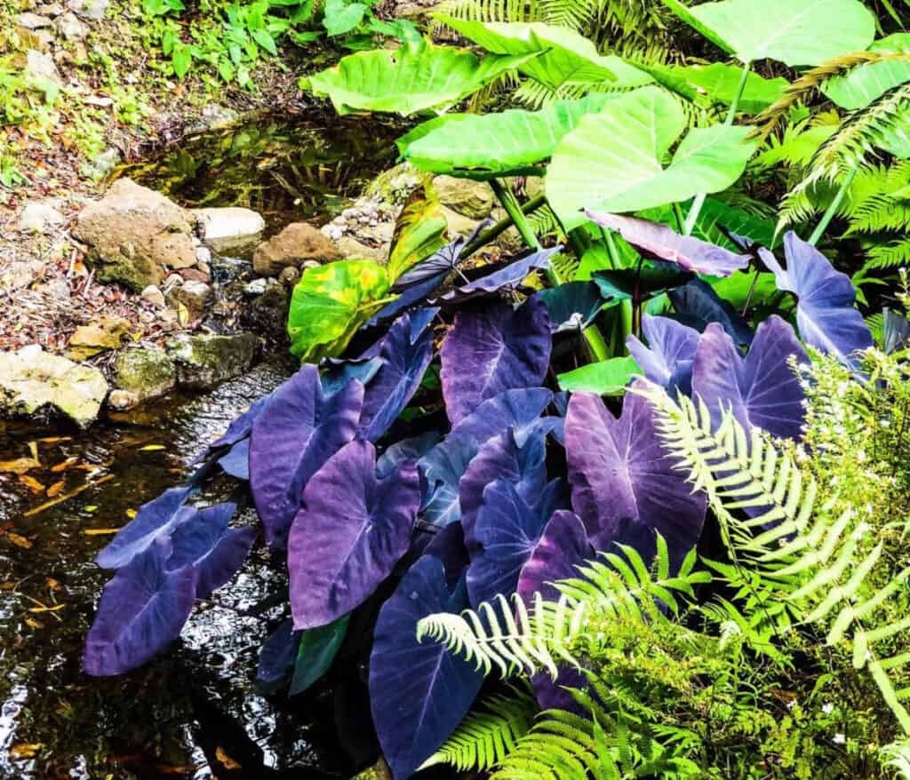 Purple and green taro along the ethnobotanical loop at the Iao Valley in Maui