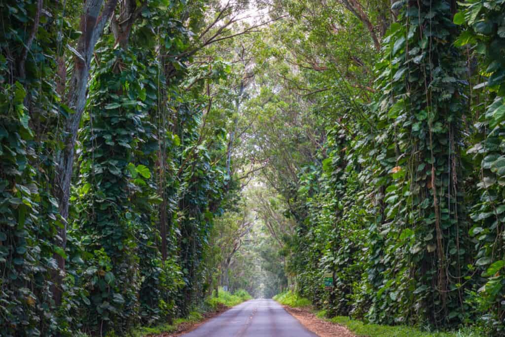 Eucalyptus Tree Tunnel on Hwy 520 in Kauai, Hawaii