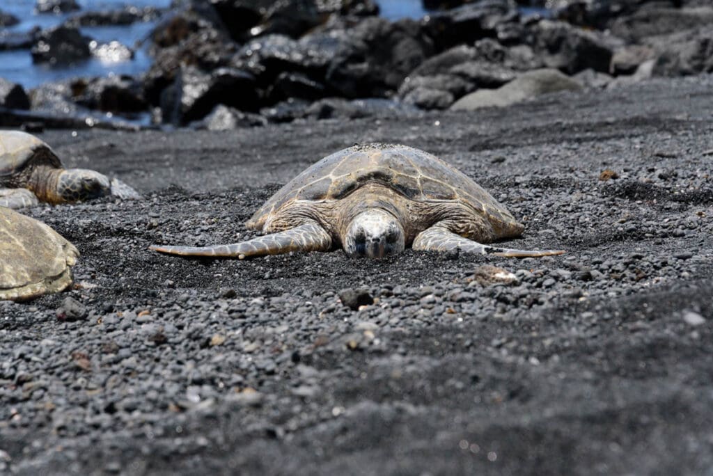 Turtle resting at Punalu'u Beach on the island of Hawaii