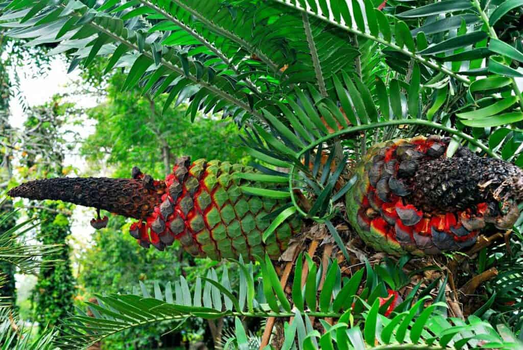 Female seed cones of a cycad, ancient trees in Foster Botanical Garden | Honolulu Things to Do