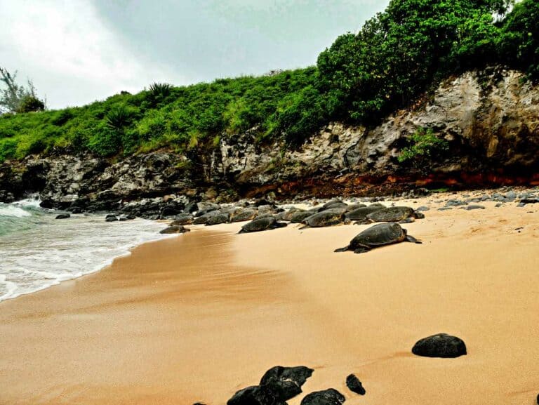 Laniakea Beach, Oahu, HI: 2024 Visitor Guide To Turtle Beach