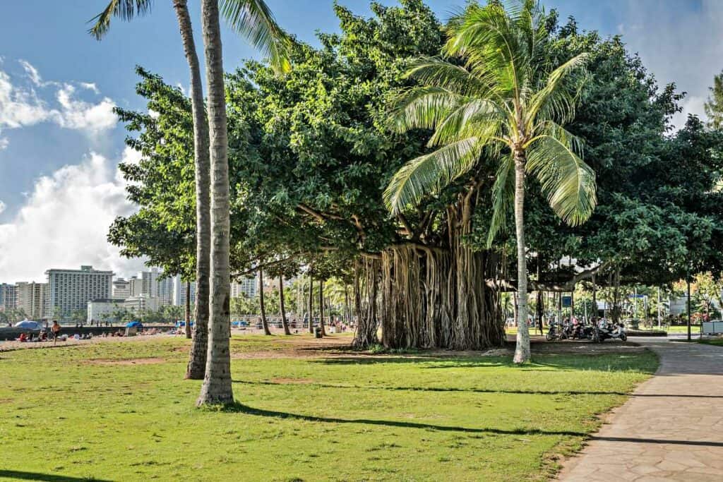 The banyan tree in Waikiki is a the perfect spot for an Instagram photo