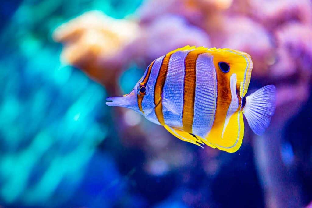 Copperband butterflyfish: Visiting Waikiki Aquarium, one of the best things to do in Waikiki with family
