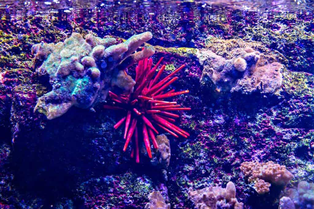 Red Slate Pencil Sea Urchin
