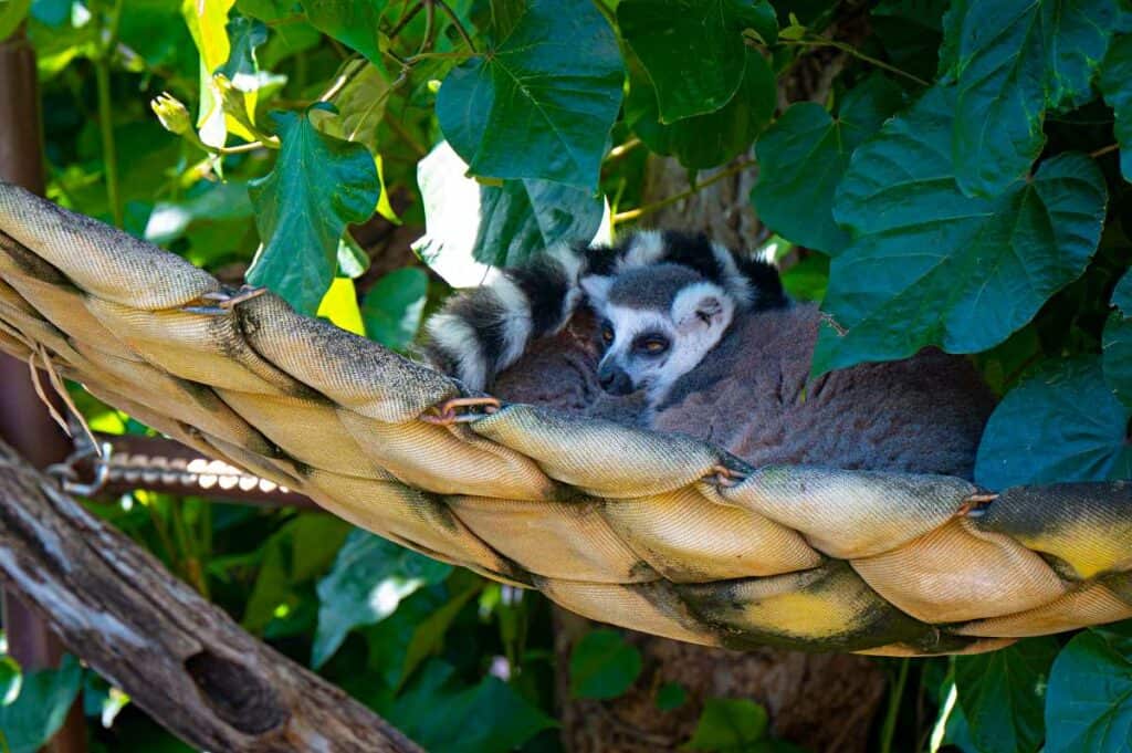 Resting Madagascar lemur: Visiting the Honolulu Zoo is one of the best things to do in Waikiki with family