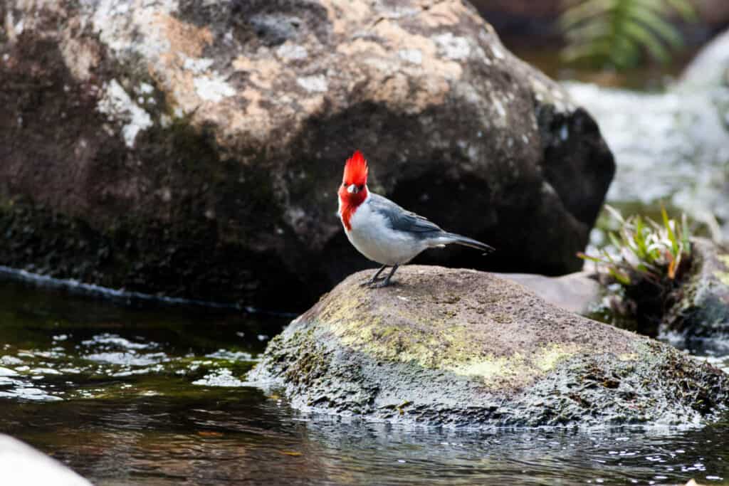 A red-crested cardinal at the Alakai Swamp in Kokee SP, Kauai